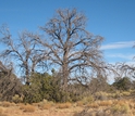 Dead pinyon pines near Flagstaff, Arizona, following a severe drought and bark beetle outbreak.